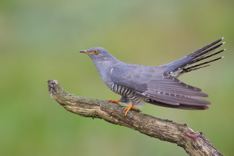 Common Cuckoo